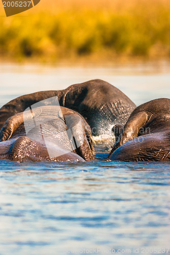 Image of African bush elephants swimming