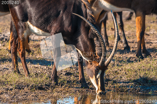 Image of Oryx by water