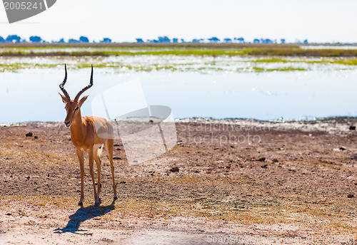 Image of Impala