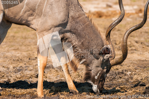 Image of Kudu bull drinking