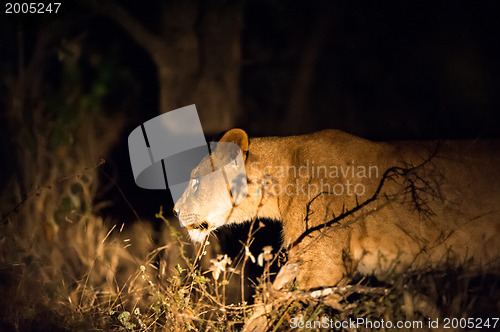 Image of Lions at night