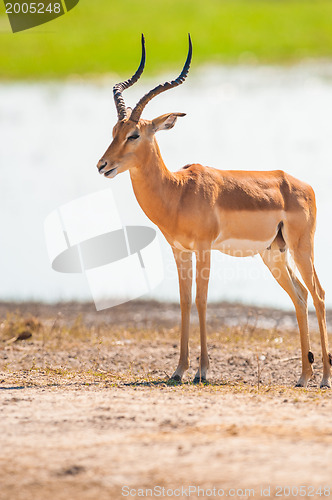 Image of Impala