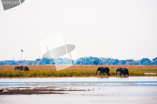 Image of Elephants walking