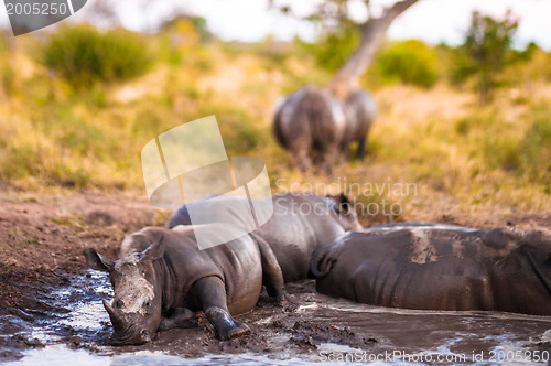 Image of Group of rhinos in the mud