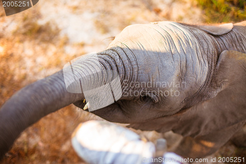 Image of Baby elephant eating