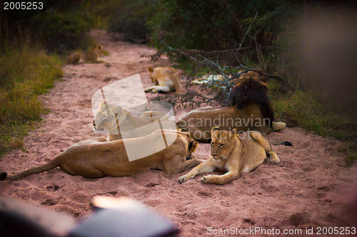 Image of Lions resting