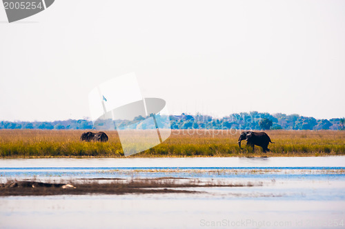 Image of Elephants walking