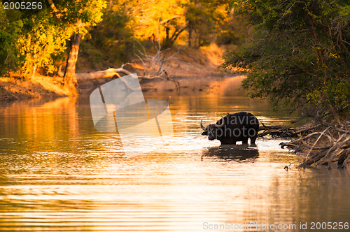 Image of Cape buffalo in water