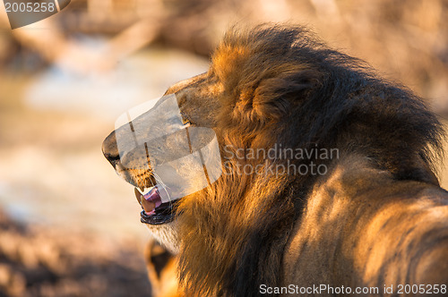 Image of Older male lion