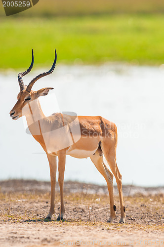 Image of Impala