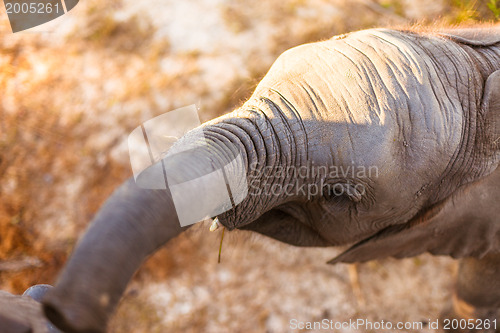 Image of Baby elephant eating