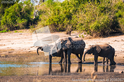 Image of Group of elephants drinking