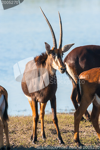 Image of Oryx by water
