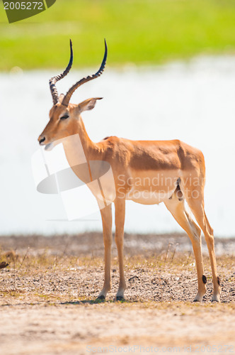 Image of Impala