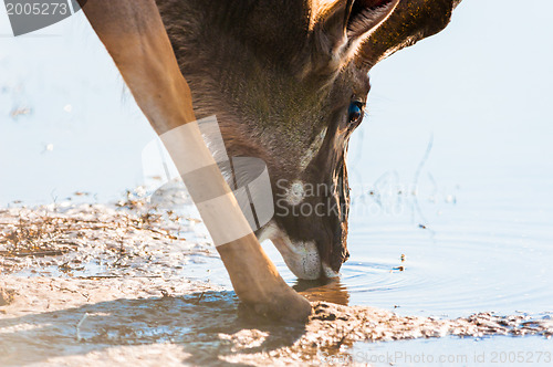 Image of Kudu at river