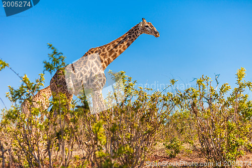Image of Giraffes walking