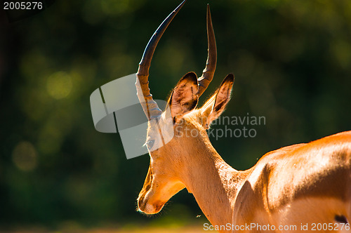 Image of Impala