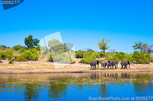 Image of Group of elephants walking