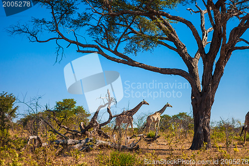 Image of Giraffes walking