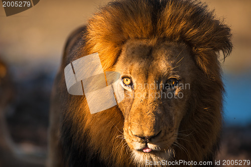 Image of Older male lion