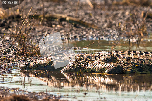 Image of Crocodile sleeping