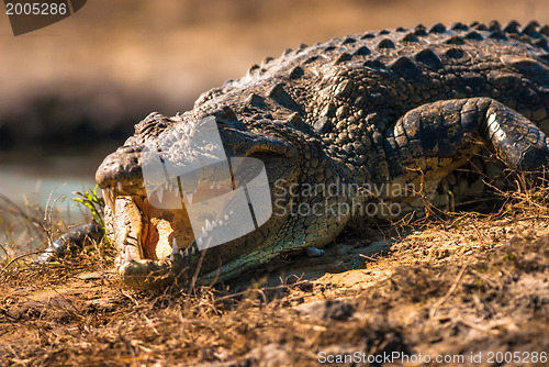 Image of Crocodile baring teeth