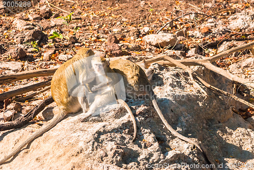 Image of Vervet monkeys