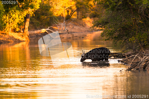 Image of Cape buffalo in water