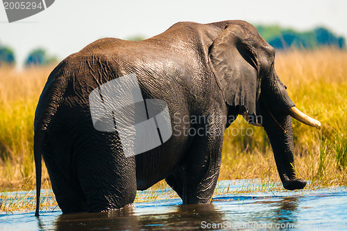 Image of African bush elephant crossing river