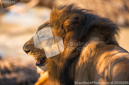 Image of Older male lion