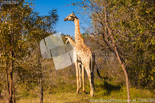 Image of Giraffes walking