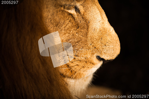 Image of Male lion close up