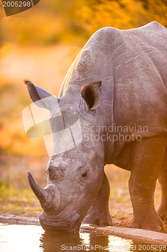 Image of Rhinos at watering hole