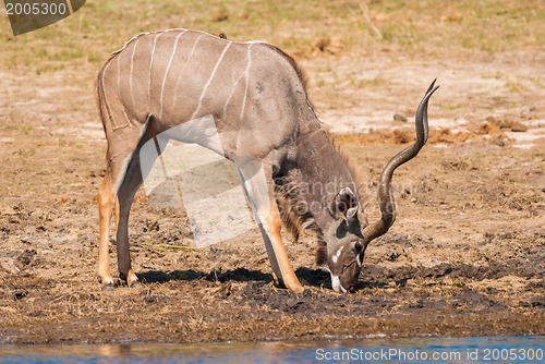 Image of Kudu bull drinking