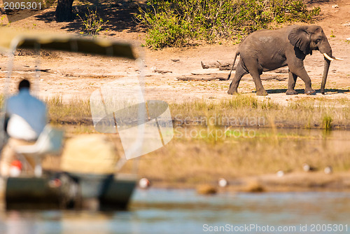 Image of Elephant and tour boat