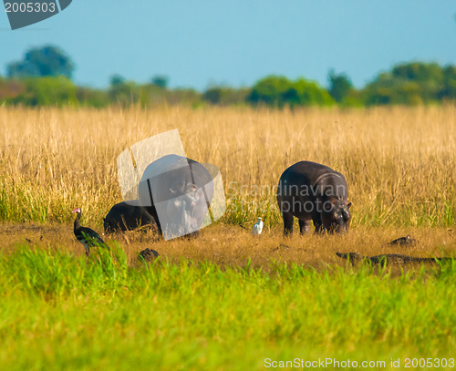 Image of Two grazing hippos