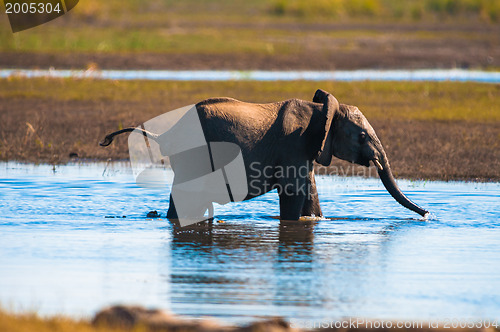 Image of African bush elephant