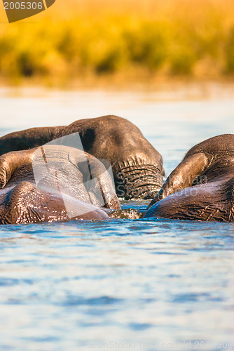 Image of African bush elephants swimming