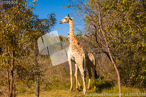 Image of Giraffes walking