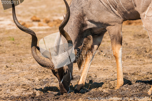 Image of Kudu bull drinking