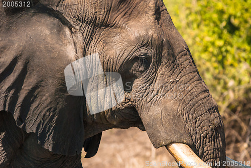 Image of Elephant drinking
