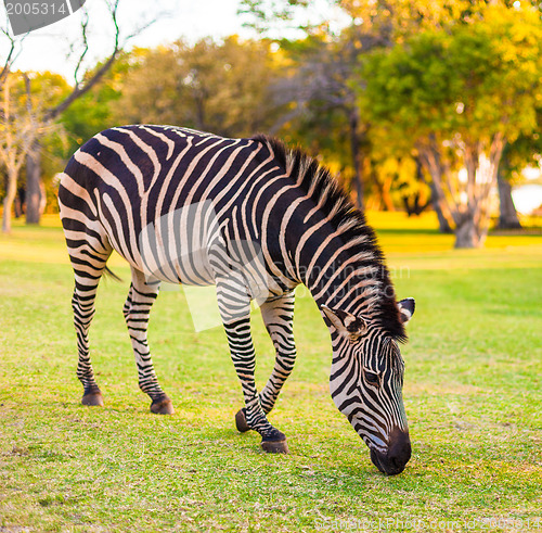 Image of Plains zebra (Equus quagga) grazing