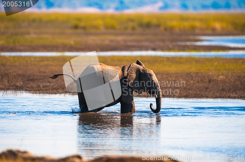 Image of African bush elephant