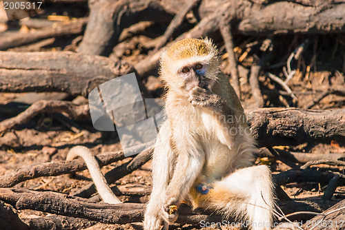 Image of Vervet monkeys