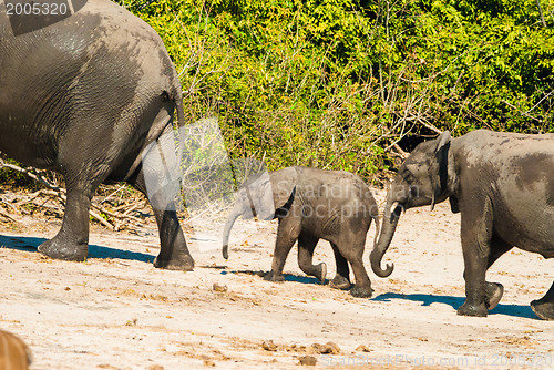 Image of African bush elephants