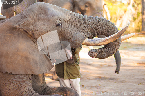 Image of Elephant eating