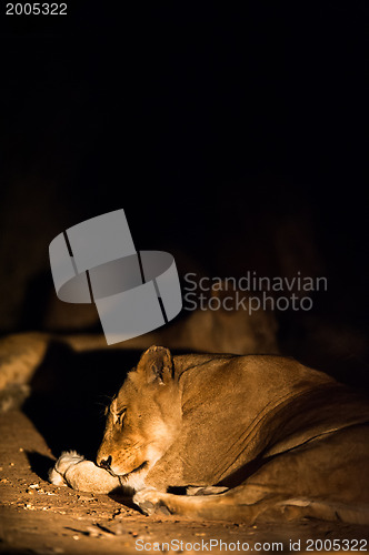 Image of Lions at night