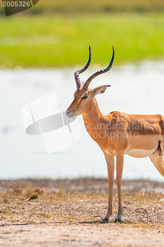 Image of Impala