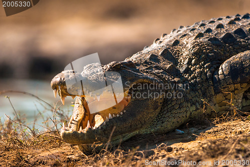 Image of Crocodile baring teeth