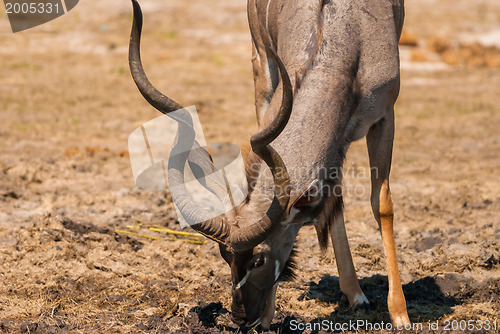 Image of Kudu bull drinking